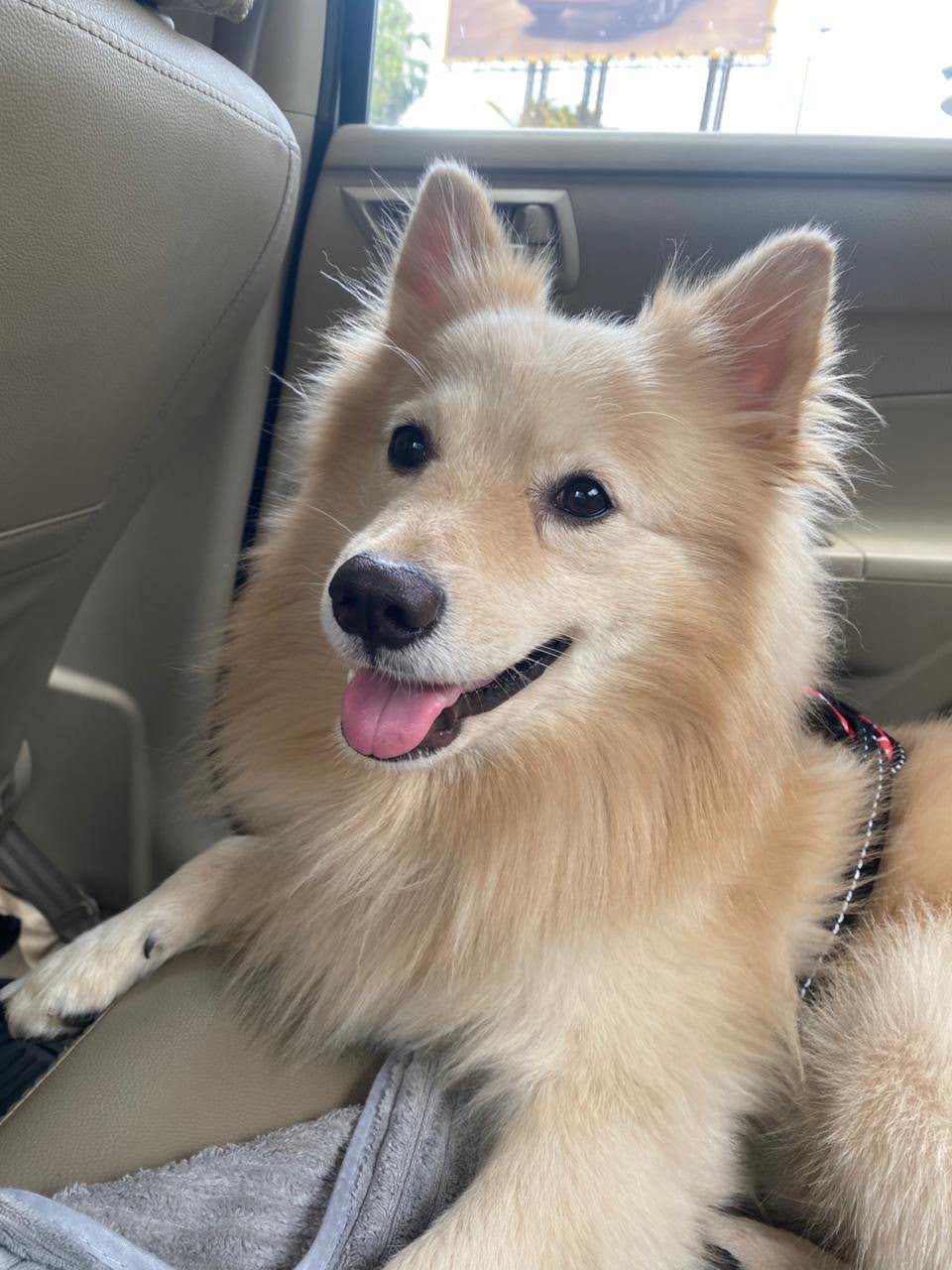 Pet Cab Service Happy Dog Ride