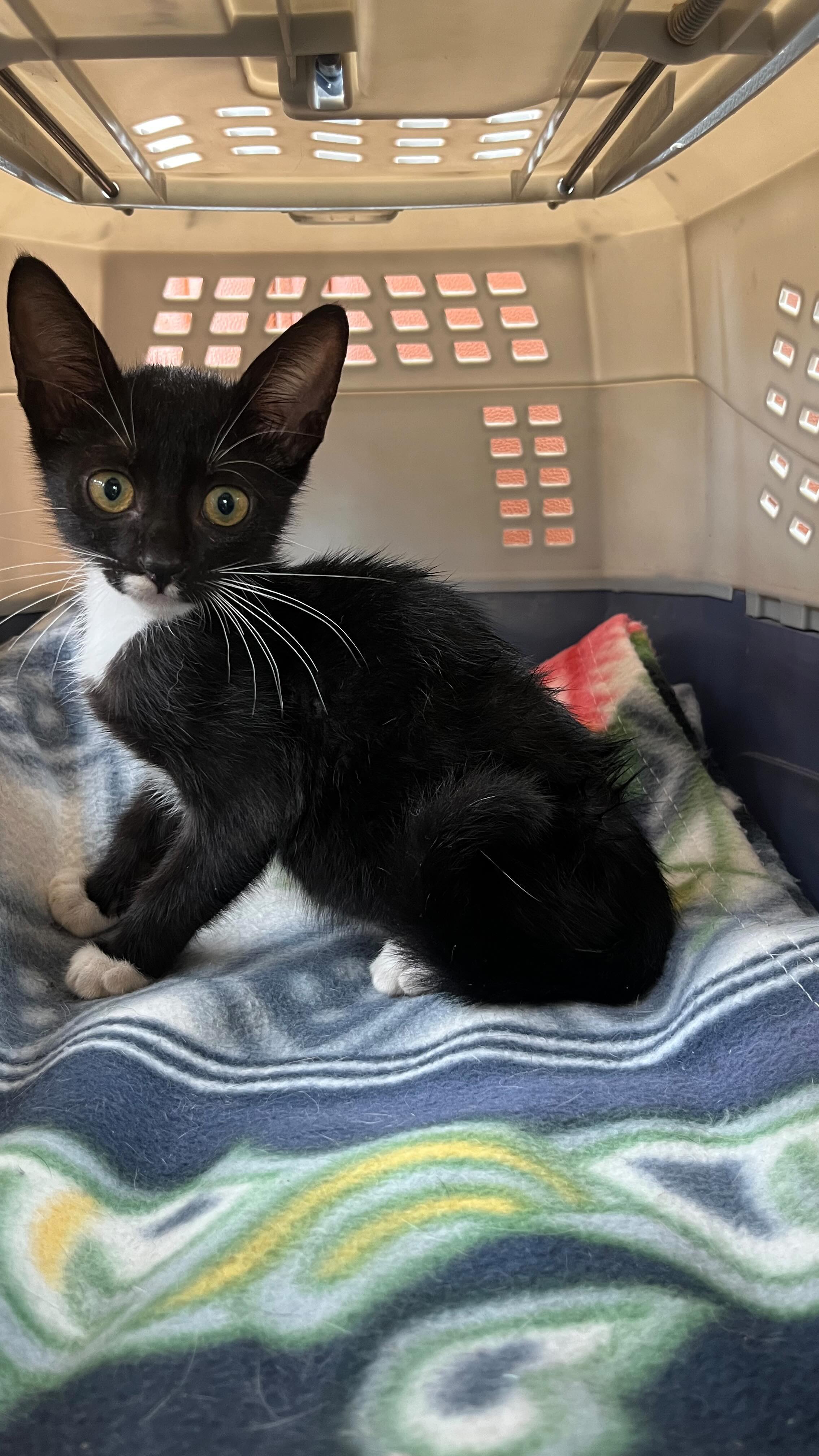 Cat Safe In Taxiforpaws Pet Cab Ride Service